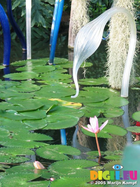 15413 Flower and reflections of glass sculpture